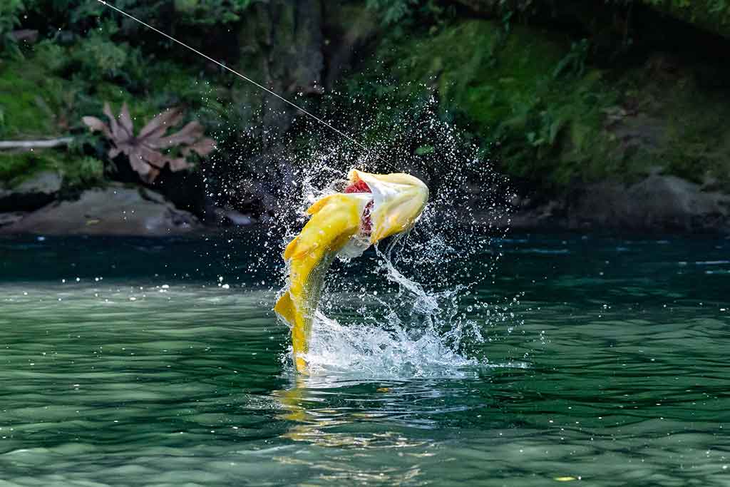 fly-fishing-dorado-goldes-bolivia-patagonia-bariloche-argentina-trout-guide-lodge-hom3