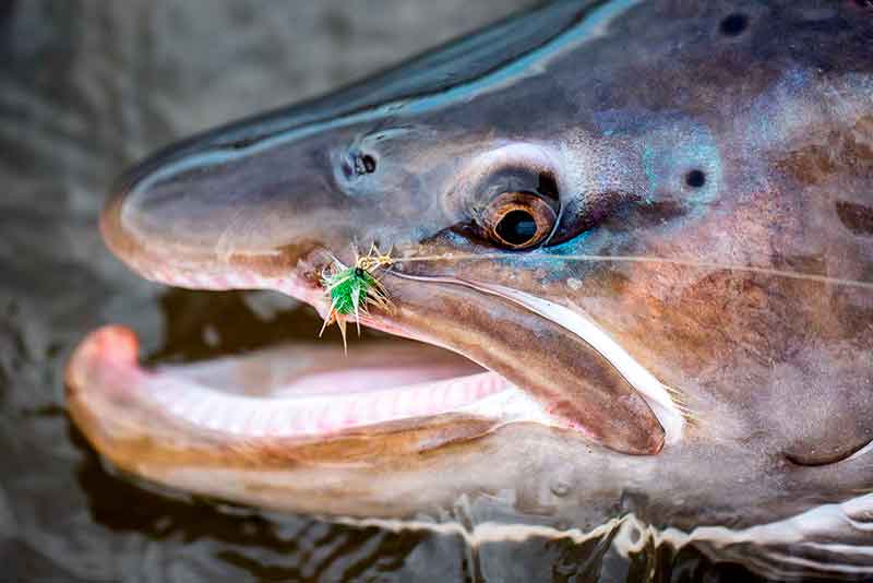 fly-fishing-sea-trout-rio-grande-argentina-patagonia-vm1